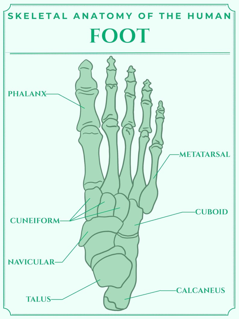 Skeletal Anatomy of the Human Foot - Etsy