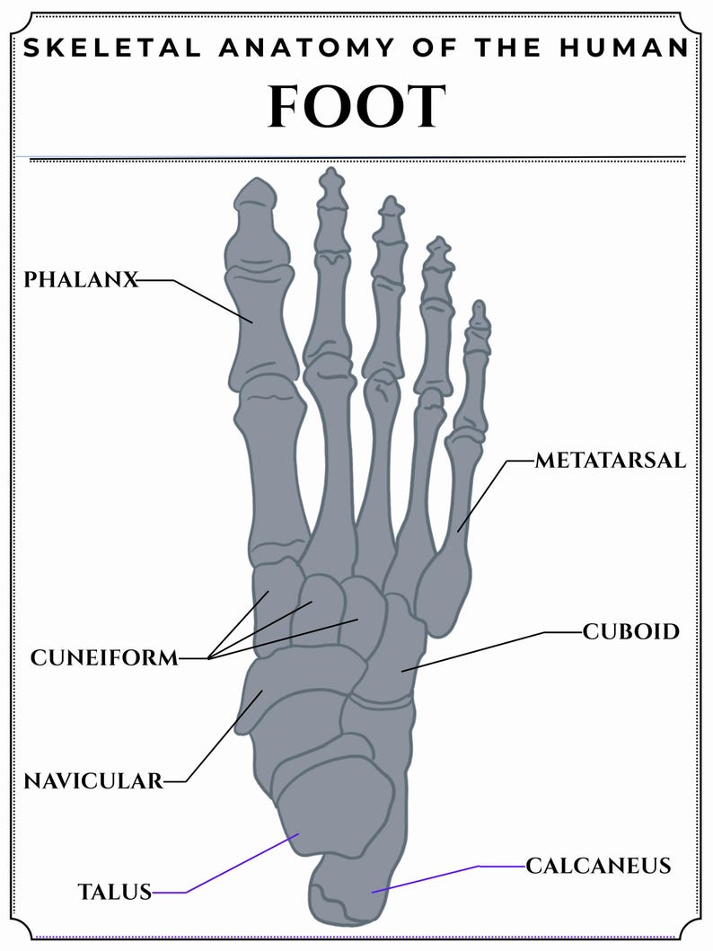 Skeletal Anatomy of the Human Foot - Etsy