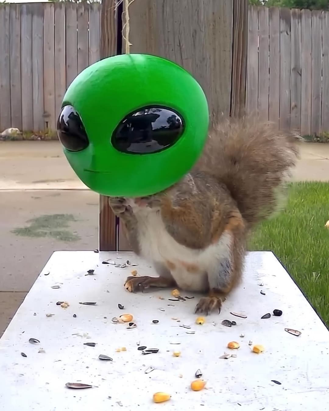 Alien Head Squirrel Feeder - Etsy