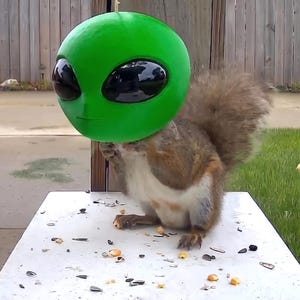 May include: A brown squirrel with a fluffy tail standing on a white surface scattered with seeds and corn kernels. The squirrel is wearing a large, smooth, bright green alien mask featuring two prominent, glossy, black oval-shaped eye lenses.
