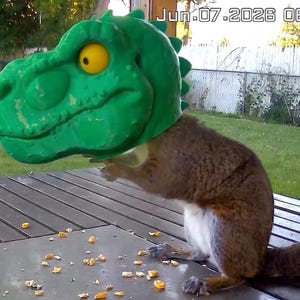 May include: A brown squirrel wearing a large green plastic dinosaur mask with a prominent yellow eye. The squirrel is positioned on a slatted surface with scattered corn kernels. The image includes a timestamp reading Jun.07.2026 06:33:25 PM.