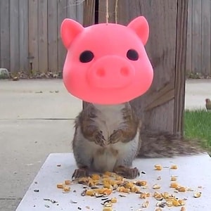 May include: A squirrel stands on a white surface eating scattered corn kernels and seeds while wearing a bright pink plastic pig mask over its head. The mask features two ears, two black eye holes, and a snout, suspended by a thin string.