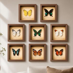Op de afbeelding: Een collectie van acht vierkante houten lijsten met geconserveerde vlinders in diverse kleuren, waaronder geel, zwart, groen, wit en oranje. Elke lijst heeft een lichte achtergrond met gedrukte tekst onder het vlinderspecimen.