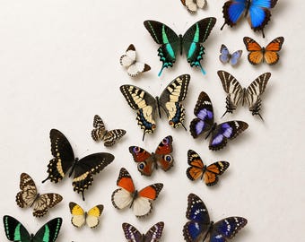 5-200 PCS Mixed Real Butterfly Specimens, Various Spread Butterfly Specimens, Gifts for Insect Lovers, Handmade DIY Decorative Materials
