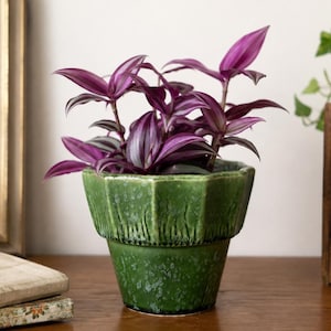 May include: A Tradescantia zebrina plant with purple and silver striped leaves potted in a dark green ceramic planter. The planter features a textured, fluted upper rim and a smooth, tapered base with a mottled, glossy finish.