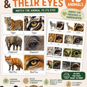 Pode incluir: Cartões de correspondência Montessori intitulados Animals & Their Eyes com 45 animais. Os cartões exibem fotografias realistas de animais ao lado de imagens em close-up de seus olhos, incluindo tigres, elefantes, raposas, zebras e corujas.