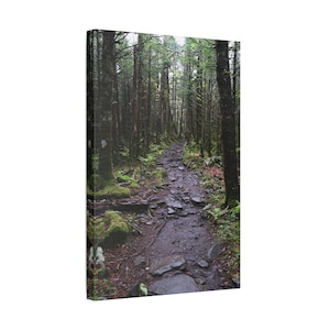 Lienzo impreso del sendero de abetos y piceas / Obra de arte sobre un sendero boscoso en las Montañas Humeantes