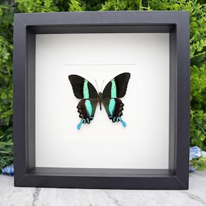 Può includere: Un esemplare di farfalla incorniciato che presenta una farfalla macaone nera e turchese brillante centrata su uno sfondo bianco all'interno di una cornice quadrata nera. La farfalla mostra ali simmetriche con distinte bande color ottanio e code allungate.