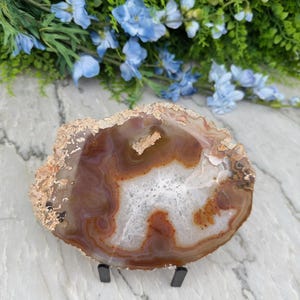 Puede incluir: Una rodaja de ágata pulida con bandas concéntricas de color marrón, bronceado y blanco translúcido, con un centro cristalino. La piedra se apoya en un pequeño soporte de metal negro, mostrando su borde exterior natural, irregular y rugoso.
