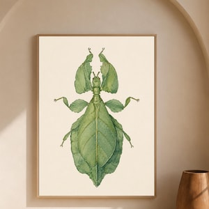 May include: A framed wall art print featuring a detailed watercolor illustration of a green leaf insect. The insect is centered on a cream-colored background, showcasing its leaf-like wings, segmented body, and thin antennae in shades of green.