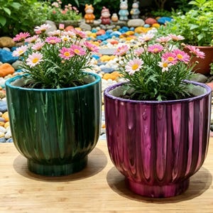 May include: Two round ceramic planters with a vertical ribbed texture, one in deep emerald green and the other in vibrant magenta purple, each containing a cluster of small pink and white daisy-like flowers with yellow centres.
