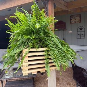 May include: A lush green Boston fern plant is housed in a square, slatted light-colored wooden hanging basket. The plant features long, feathery fronds that spill over the sides of the container, which is suspended by a metal chain from a black hook.