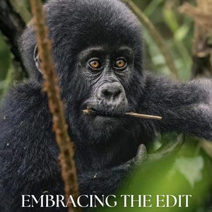 May include: A book cover featuring a portrait of a young black gorilla with a small twig in its mouth. The text reads KAREN GONZÁLEZ VIDELA, EMBRACING THE EDIT, and HOW TO ENHANCE YOUR PHOTOS AND SHOW YOUR TRUE VISION in white lettering.