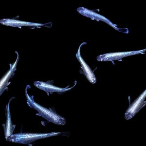 Könnte beinhalten: Eine Gruppe kleiner, schillernder silberner Fische, die in verschiedene Richtungen vor einem einfarbigen schwarzen Hintergrund schwimmen. Jeder Fisch zeigt ein metallisch schimmerndes Schuppenmuster mit durchscheinenden Flossen.