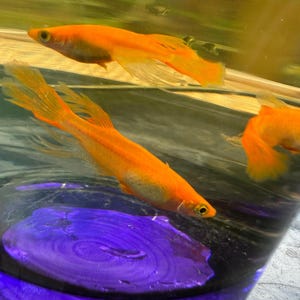 Könnte beinhalten: Drei leuchtend orangefarbene Guppy-Fische mit langen, fließenden Flossen schwimmen in einem klaren Glasbehälter. Die Fische haben schlanke Körper und markante dunkle Augen und sind in Bewegung, während sie mit ihren durchscheinenden Schwänzen schwimmen.