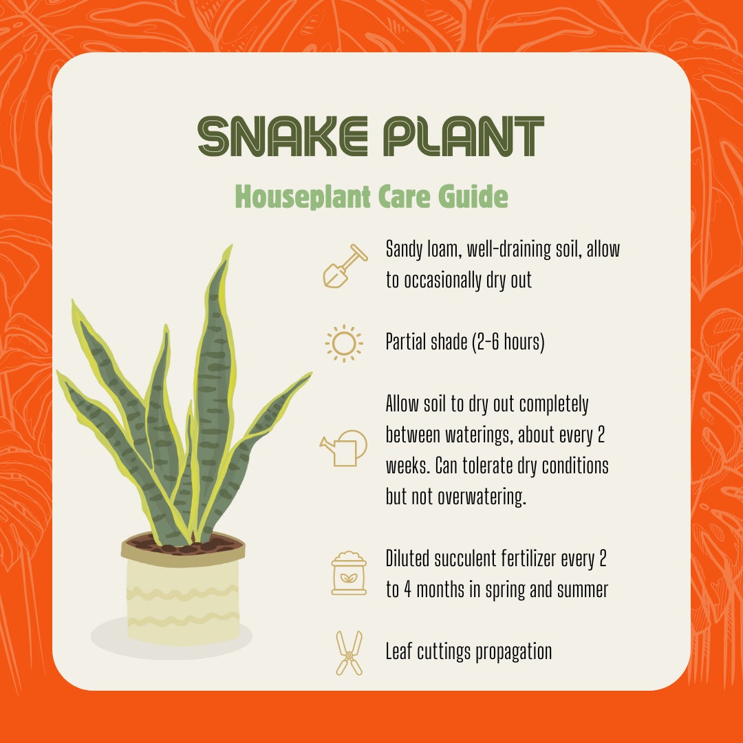 Snake Plant Care Guide, Houseplant Care Guide, Indoor Plant Care Guide ...