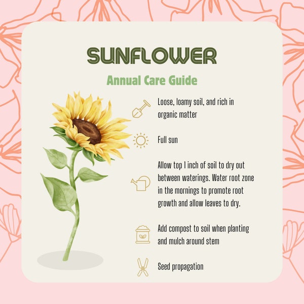 Sunflower Care Guide, Sunflower How-To, Sunflower Planting Guide, Easy Sunflower Instruction, Sunflower Annual Care How-To