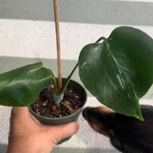 Monstera Bulbasaur Low Variegation 4” pot - Exotic Houseplant Live Houseplants ***