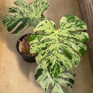 May include: A variegated Monstera plant with large, heart-shaped leaves featuring a distinct pattern of deep green and creamy white splashes. The plant is potted in a black plastic container filled with brown sphagnum moss.