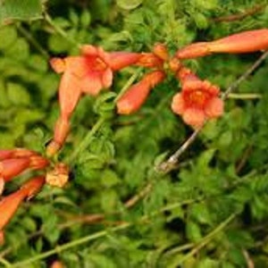 Orange Trumpet Vine ~ 12 Seeds