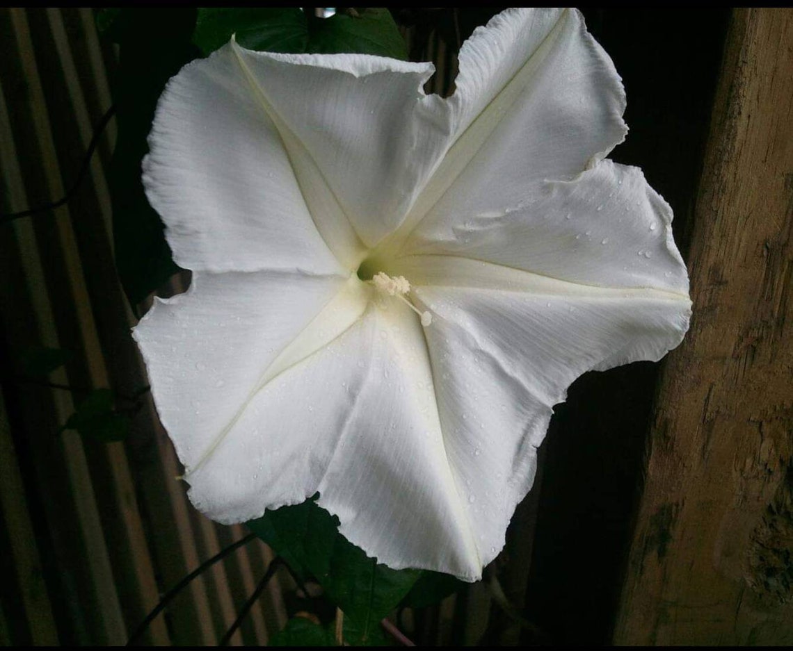 Moonflower Seed Packet 10 seeds organically grown Etsy