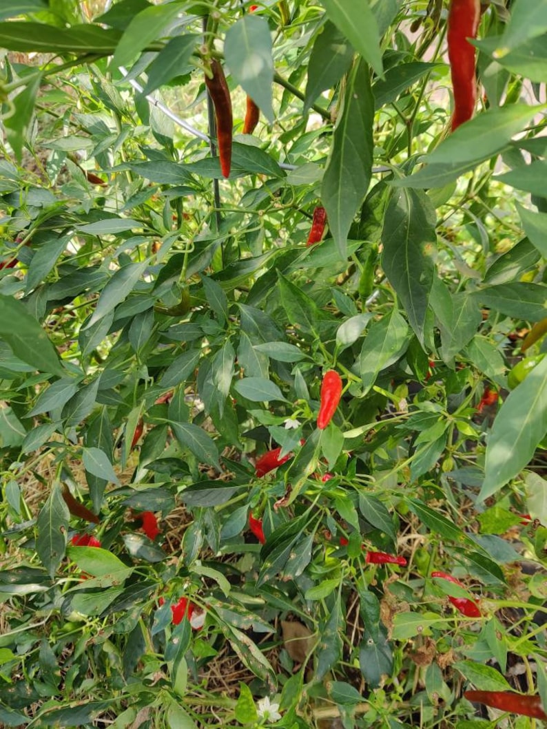Chile De Arbol Seeds 15 Seeds Etsy