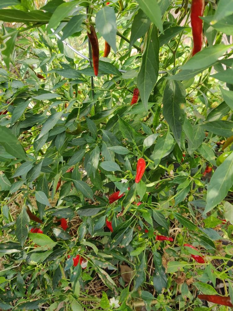 Chile De Arbol Seeds 15 Seeds Etsy