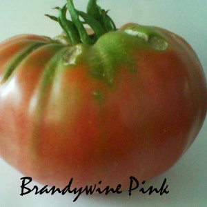 Pink Brandywine Tomato Seeds Organically Grown ~ 10 seeds