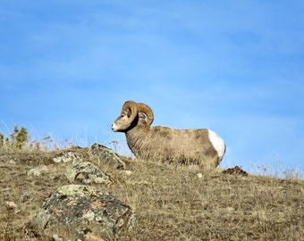 Mouton sauvage photo bélier sur montagne, photographie de la faune, téléchargement numérique