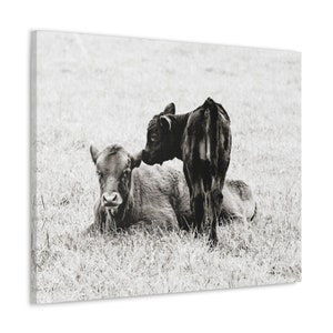 Baby Cows Canvas Gallery Wraps Farmhouse Decor