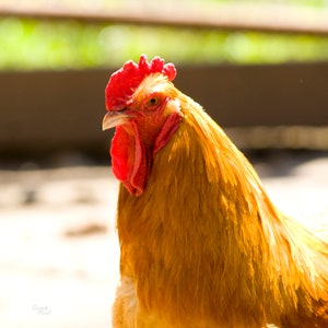 Rooster Photo Orange Chicken Bird gift Chicken Wall Art Digital download