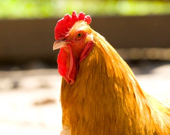 Cadeau photo coq orange poulet oiseau art mural poulet téléchargement numérique