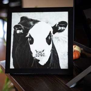 Baby Cow Photo | Black Baldy Print | Framed Black & White Photography | Farmhouse Wall Art