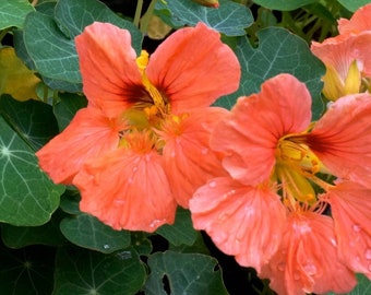 Nasturtium Salmon Baby - 10 Seeds