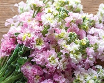 Stocks Antique Pink - 20 Seeds