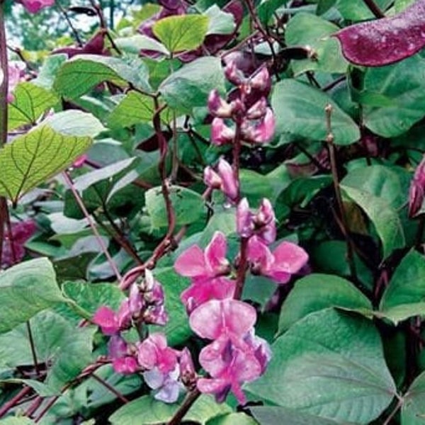 Ruby Moon Hyacinth Bean - 5 Seeds