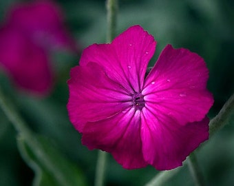 Rose Campion 100+ Seeds Lychnis