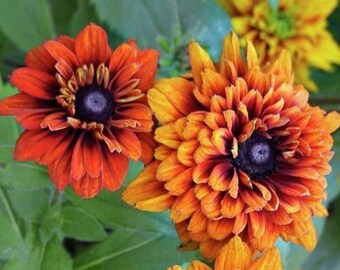 Rudbeckia Cherokee Sunset - 20 Seeds