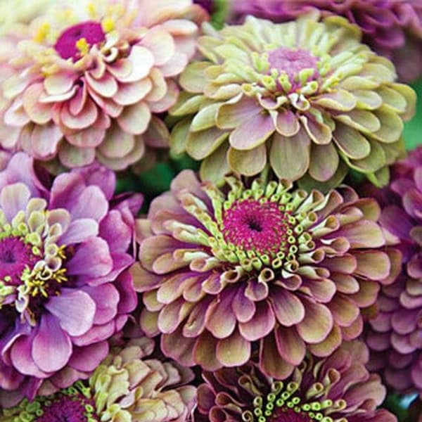 High-Quality Rare Zinnia Seeds Picture Concept High-Quality Rare Zinnia Seeds Picture Concept
