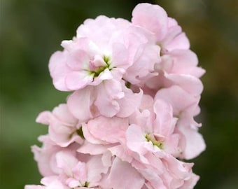 Stock Column Malmaison Pink - 40 Seeds