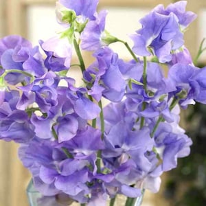 Sweet Pea Royal Lavender - 10 Seeds