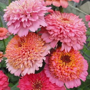 Rare Cupcake Pink Zinnia - Seeds