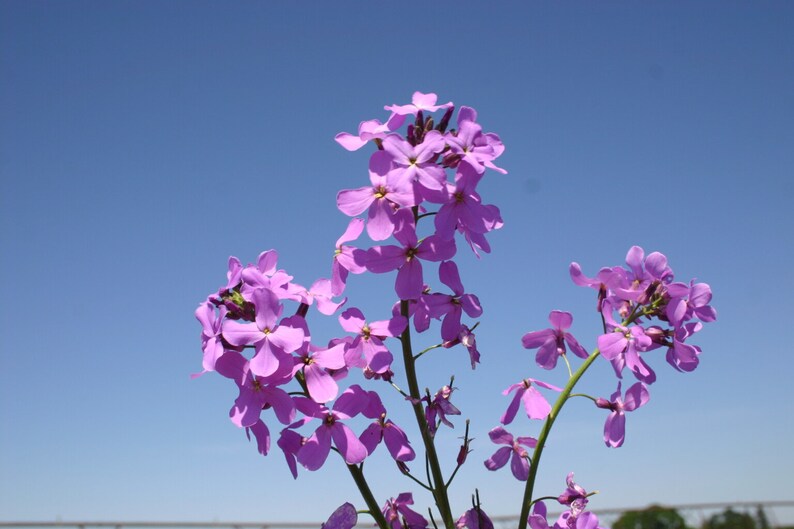 Dame's Violet Rocket Hesperis 20 Seeds image 7