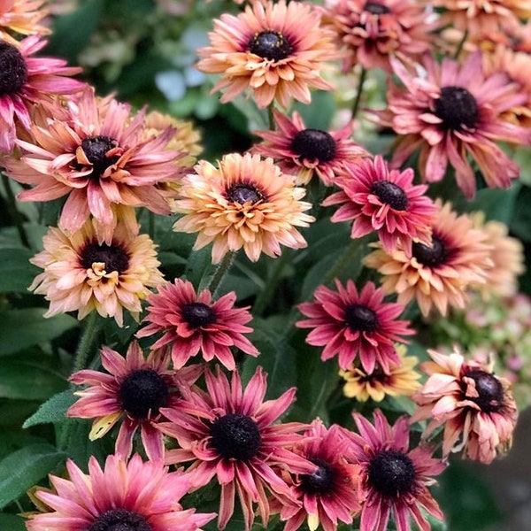 Rudbeckia Caramel Mix Untreated - 20 seeds