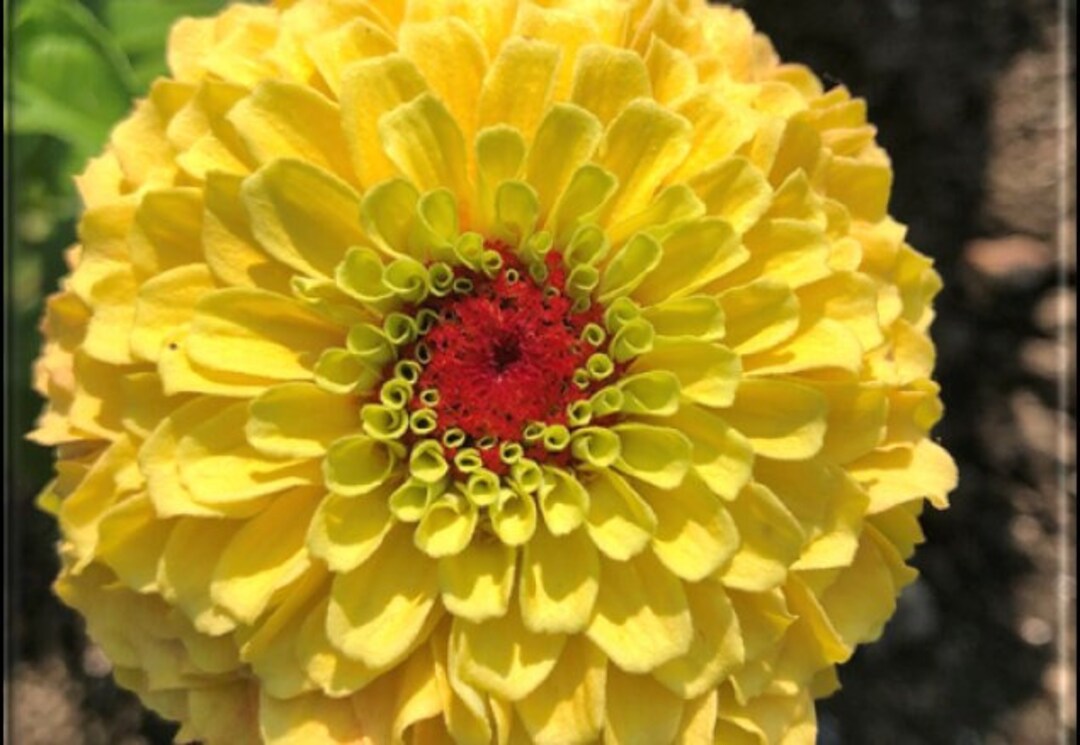 Queeny Lemon Peach Zinnia Flower AAS Winner 20 Seeds - Etsy