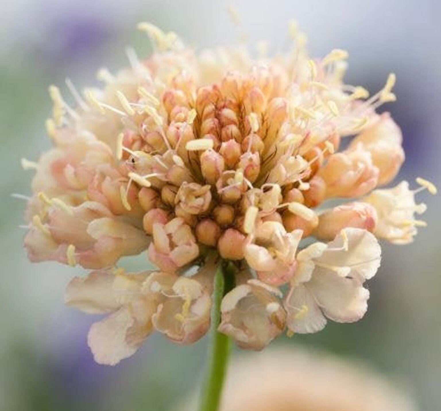 Fata Scabiosa Pin Cushion — Moss Hall Seeds