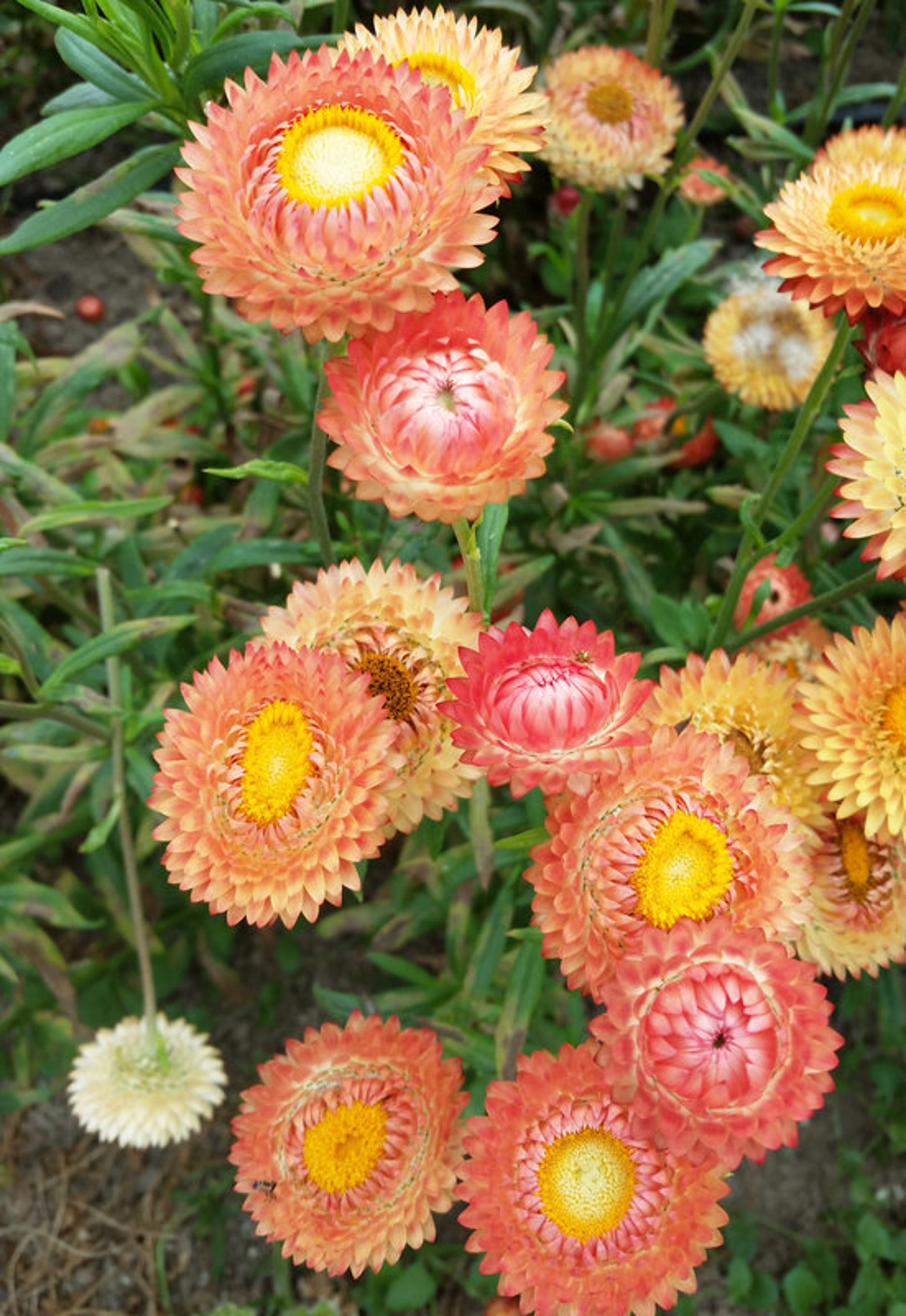 Apricot Peach Strawflower Helichrysum 30 Seeds Etsy