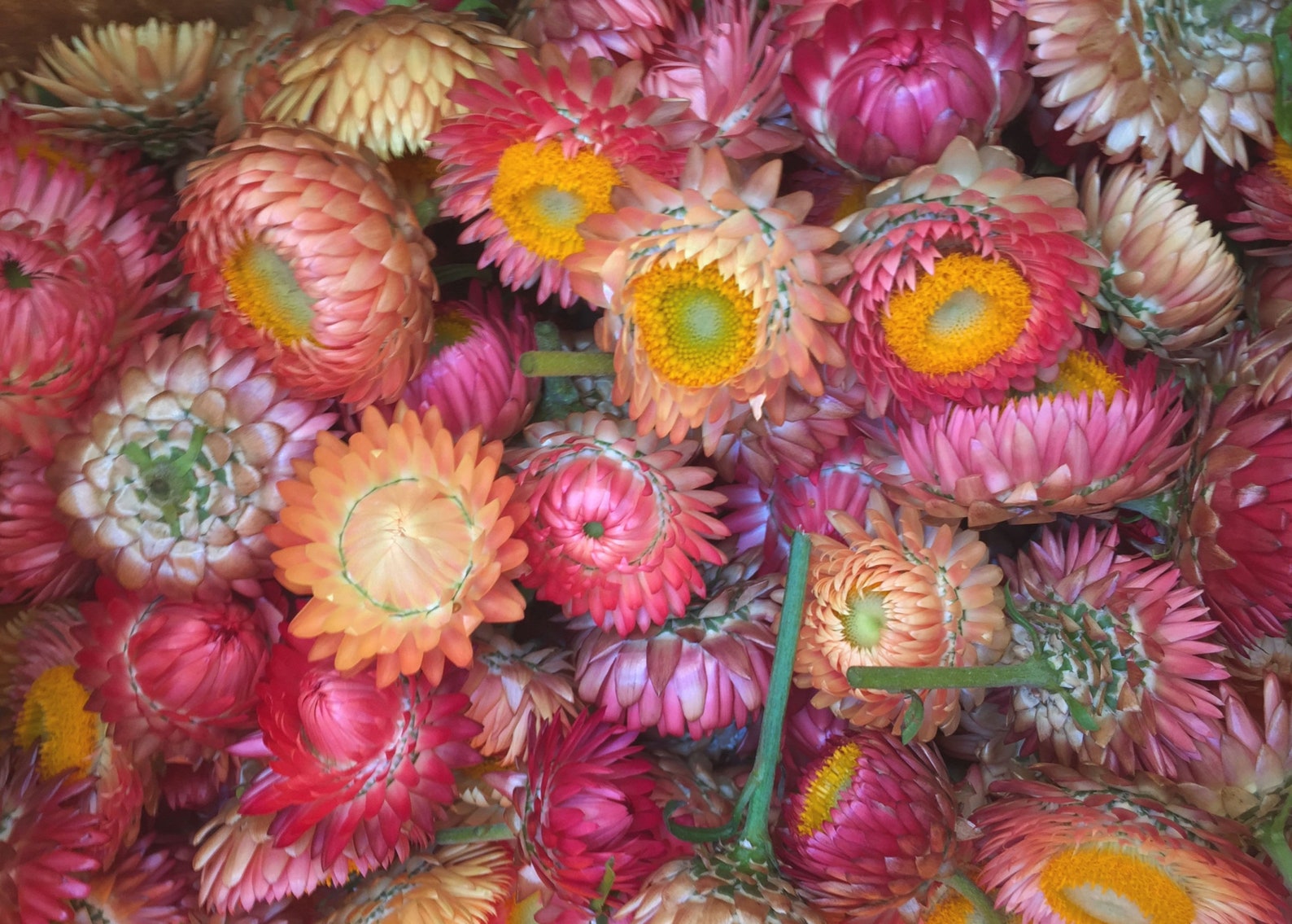 Apricot Peach Strawflower Helichrysum 30 Seeds Etsy