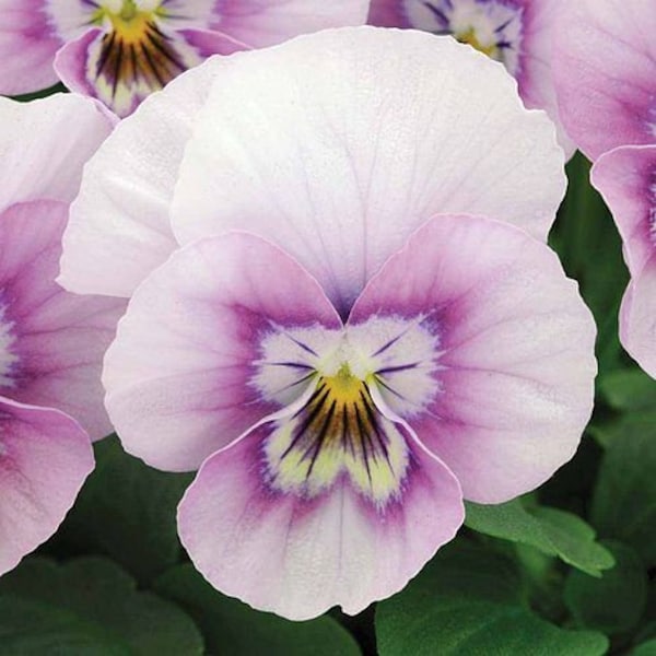 Viola Sorbet XP Pink Halo Seeds Pansy