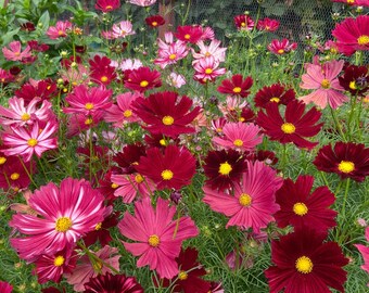 Cosmos Rubenza - 50+ flower Seeds